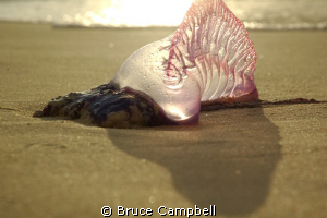 I was just glad to avoid stepping on this fellow as I wal... by Bruce Campbell 